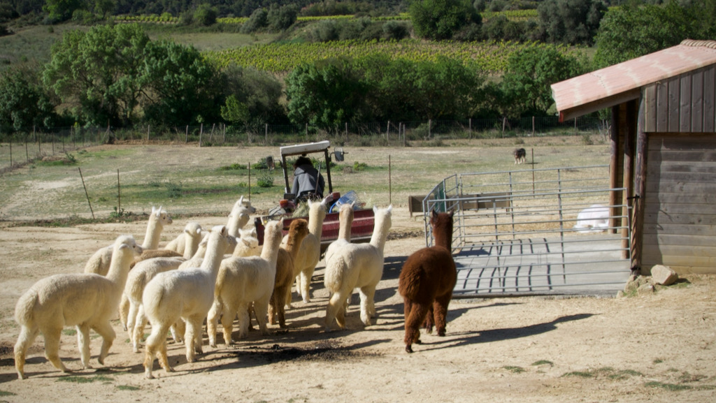 les alpagas suivent le tracteur